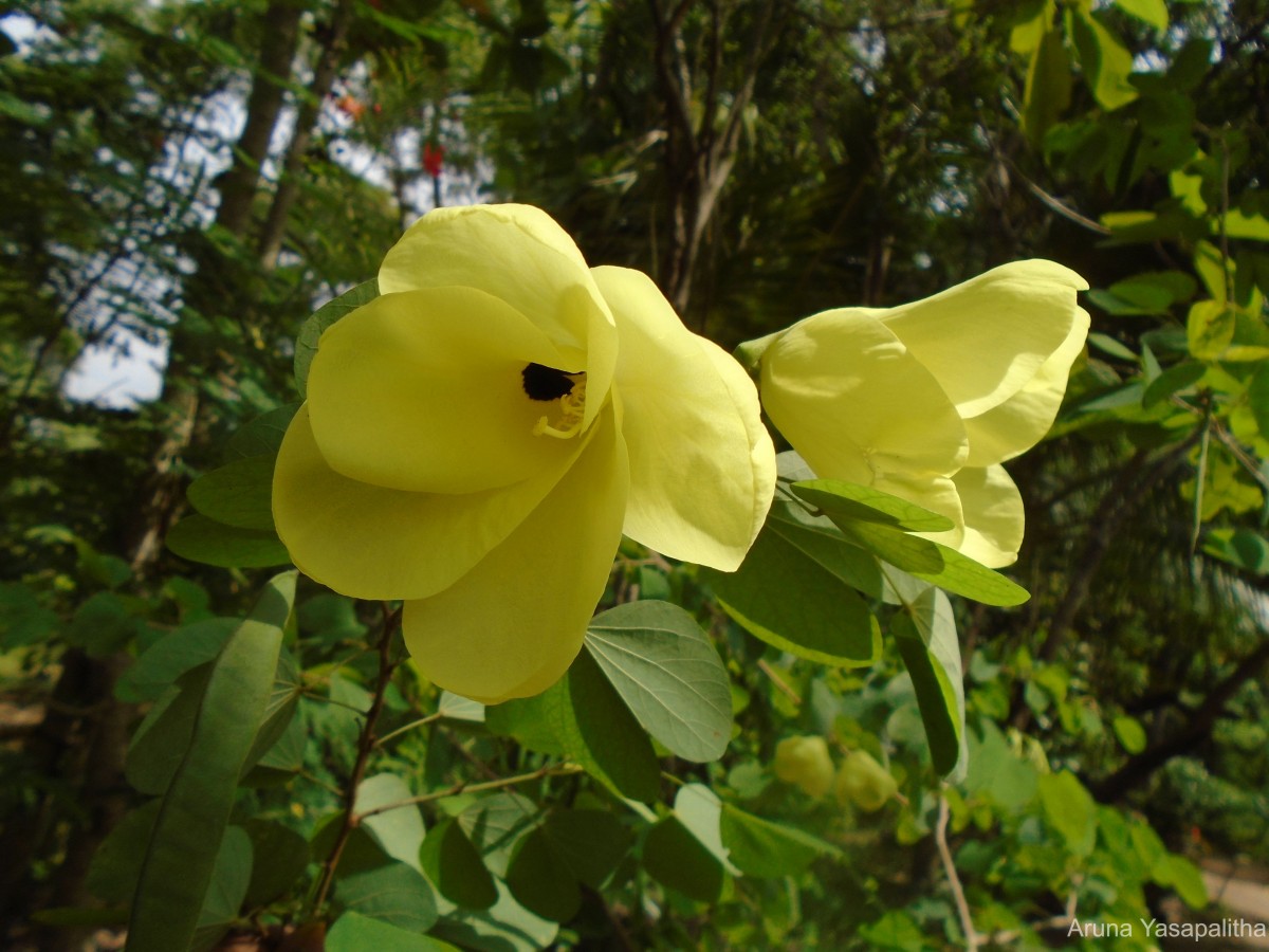 Bauhinia tomentosa L.